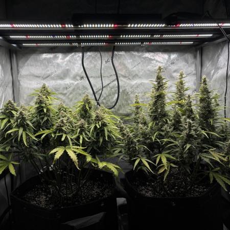 2x Hulkberry Auto