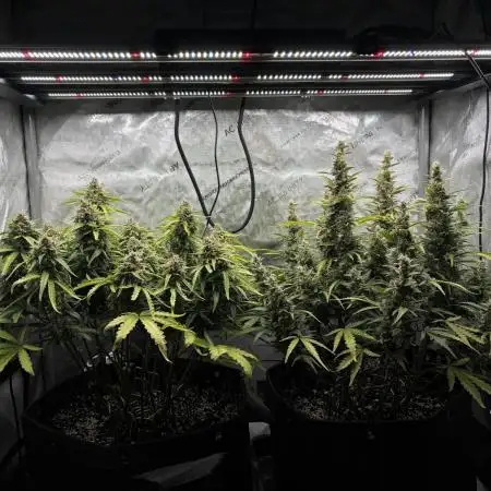 2x Hulkberry Auto