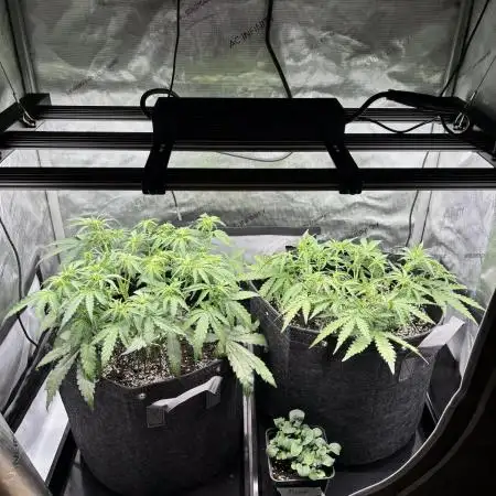 2x Hulkberry Auto