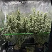 2x Fast Buds Z-UP Auto
