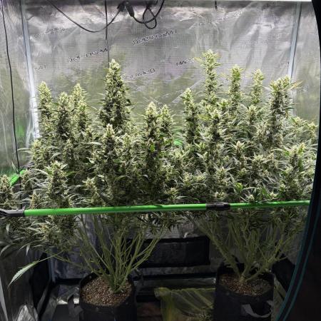 2x Fast Buds Z-UP Auto