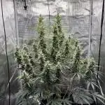 Lemon Haze Auto 70x70
