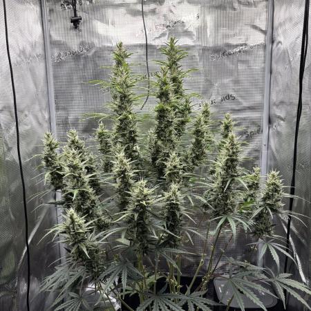 Lemon Haze Auto 70x70