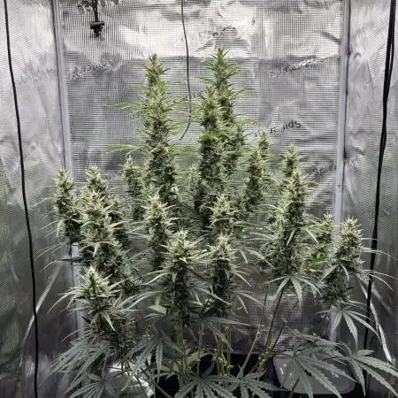 Lemon Haze Auto 70x70