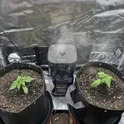 2x Papaya Cookies Auto 90x50