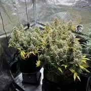 3x FastBuds Amnesia Z Auto