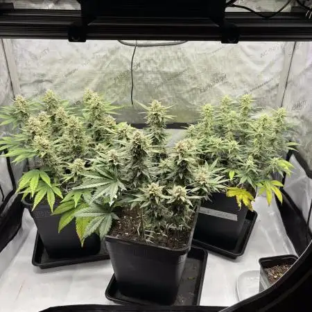 6x Quick Autos LST vs. no LST comparison grow