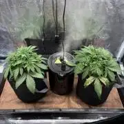 2x Fast Buds Z-UP Auto