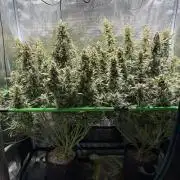 2x Fast Buds Z-UP Auto