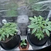2x Papaya Cookies Auto 90x50