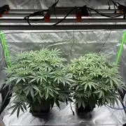3x Fast Buds Orange Sherbet Auto
