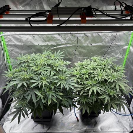 3x Fast Buds Orange Sherbet Auto