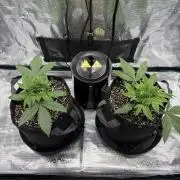 2x Fast Buds Z-UP Auto
