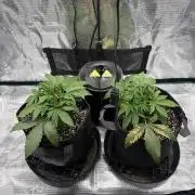 2x Fast Buds Z-UP Auto