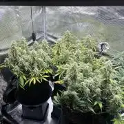 2x FastBuds Amnesia Z Auto