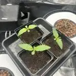 2x FastBuds Amnesia Z Auto