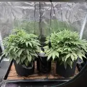 2x Fast Buds Z-UP Auto