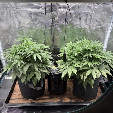 2x Fast Buds Z-UP Auto