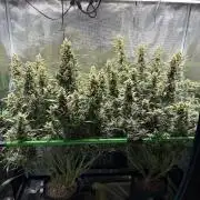 2x Fast Buds Z-UP Auto