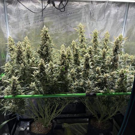 2x Fast Buds Z-UP Auto