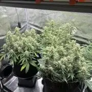 2x FastBuds Amnesia Z Auto