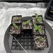 2x Fast Buds Z-UP Auto