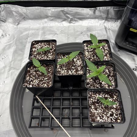 2x Fast Buds Z-UP Auto