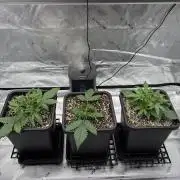 3x Fast Buds Orange Sherbet Auto