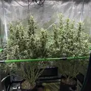 2x Fast Buds Z-UP Auto