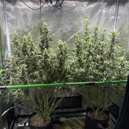2x Fast Buds Z-UP Auto