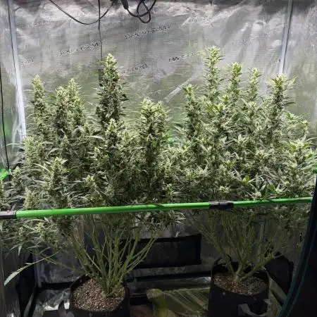 2x Fast Buds Z-UP Auto