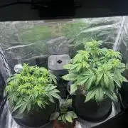 2x Papaya Cookies Auto 90x50