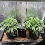 2x Fast Buds Z-UP Auto
