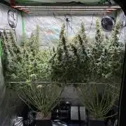 3x Fast Buds Orange Sherbet Auto