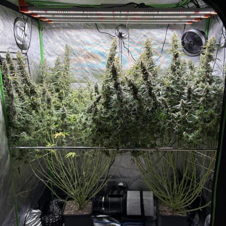 3x Fast Buds Orange Sherbet Auto