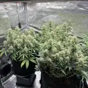 2x FastBuds Amnesia Z Auto