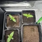 2x Papaya Cookies Auto 90x50