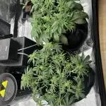 2x FastBuds Amnesia Z Auto