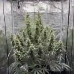 Lemon Haze Auto 70x70