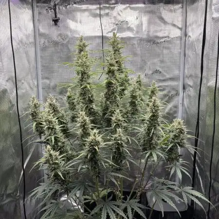 Lemon Haze Auto 70x70