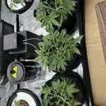 2x FastBuds Amnesia Z Auto