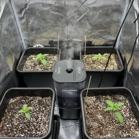 4x Strawberry Lemonade w/ Autopots 70x70