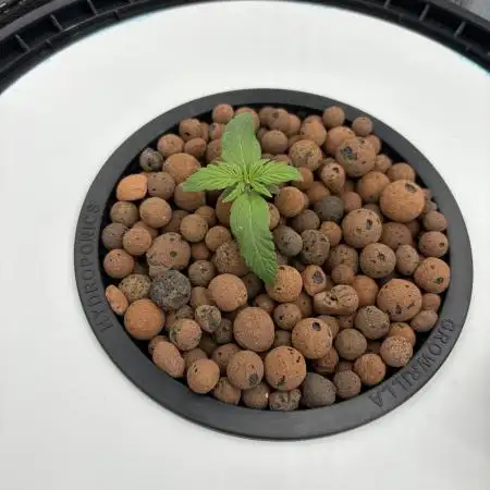 Fat Banana Auto in DWC