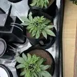 2x FastBuds Amnesia Z Auto