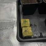 Fat Banana Auto in DWC