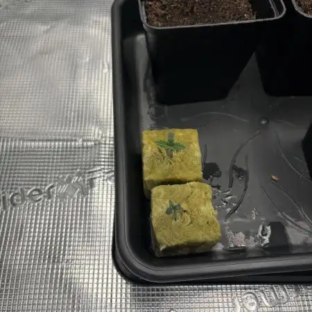 Fat Banana Auto in DWC