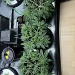 2x FastBuds Amnesia Z Auto