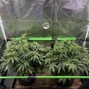 2x Fast Buds Z-UP Auto