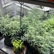 2x FastBuds Amnesia Z Auto