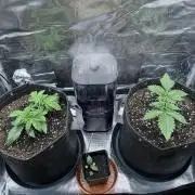 2x Papaya Cookies Auto 90x50